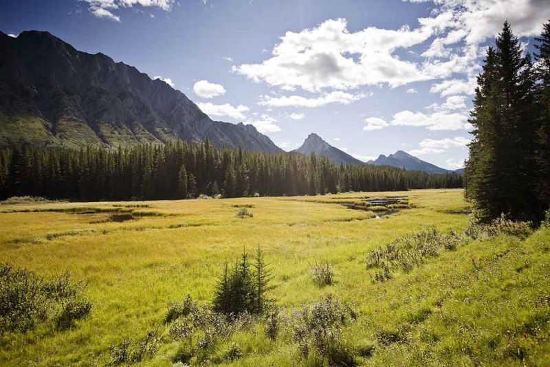 kananaskis the perfect meadow for moose.jpg